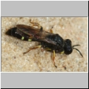 Crabro scutellatus - Grabwespe m10c 8-9mm - Sandgrube Niedringhaussee.jpg